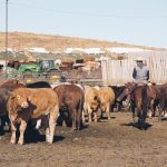 worker horseback in group of cows on a farm