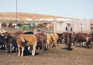 worker horseback in group of cows on a farm