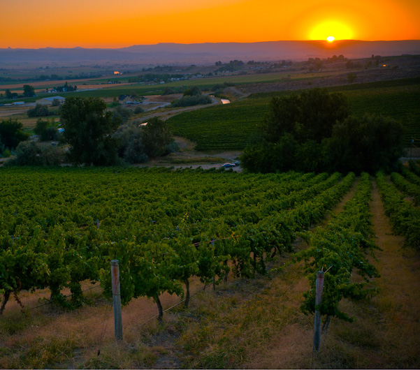 crop field and sunset